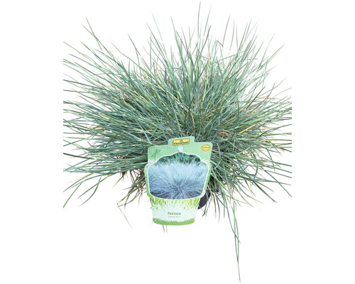 Blauer Schwingel im Topf