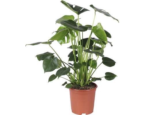 Fensterblatt FloraSelf Monstera deliciosa busch H 85-100 cm Ø 21 cm Topf