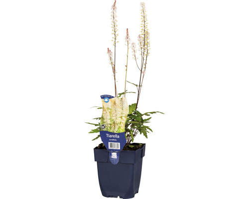 Schaumblüte FloraSelf Tiarella cordifolia H 5-20 cm Co 0,5 L