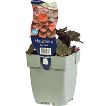 Heuchera Fire Chief im Topf