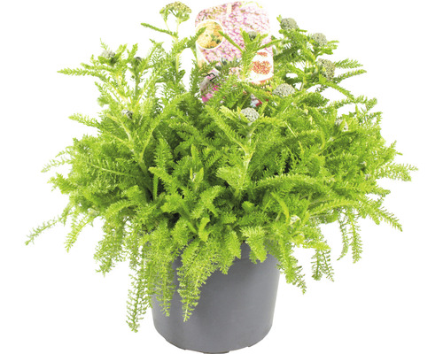 Schafgrabe FloraSelf Achillea millefolium 'Desert Eve' H 5-25 cm Co 3 L Schafgarbe im Topf