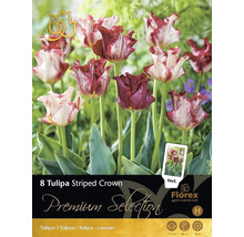 Blumenzwiebel Premium Selection Tulpe 'Striped Crown' 8 Stk