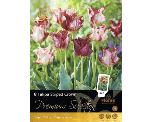 Blumenzwiebel Premium Selection Tulpe 'Striped Crown' 8 Stk