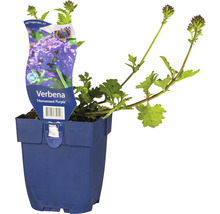 Eisenkraut FloraSelf Verbena-Cultivars 'Homestead Purple' H 5-20 cm Co 0,5 L
