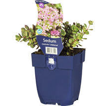 Fettblatt FloraSelf Sedum cauticola 'Lidakense' H 5-15 cm Co 0,5 L