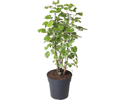 Fiederaralie FloraSelf Polyscias balfouriana H ca. 120 cm Ø 27 cm Topf verzweigt Aralie Pflanze im Topf