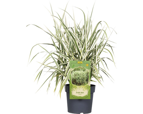 Buntblättriges Pfahlrohr FloraSelf Arundo donax 'Variegata' H 30-100 cm Co 6 L