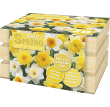Verpackung mit Narzissenzwiebeln der Sondersorte Hello Spring