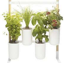 Modulares Indoor-Gartensystem mit Kräutern und Tomatenpflanzen in weißen Töpfen an einem Metallgestell