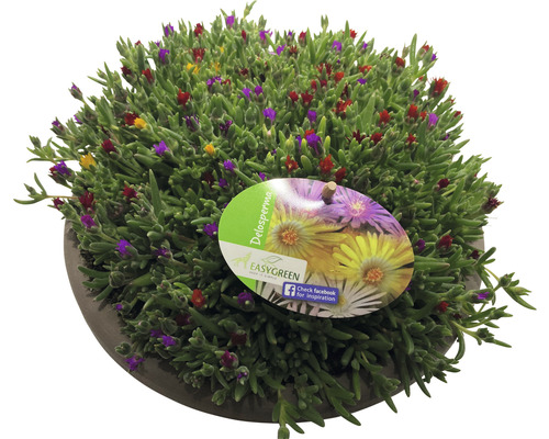 Mittagsblume Mix FloraSelf Delosperma H 5-15 cm Schale Ø 25 cm