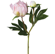 Dekorative Pfingstrose mit Blüte und Knospe