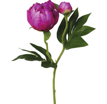 Dekorative Pfingstrose mit Stiel und Blättern