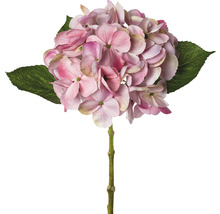 Hortensienblüte mit Stiel und Blättern