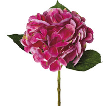 Einzelne Hortensienblüte mit Stiel und Blättern