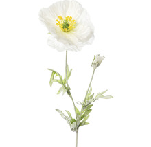 Dekorative Mohnblume mit Stiel