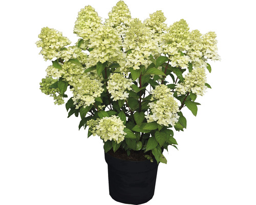 Rispenhortensie FloraSelf Hydrangea paniculata 'Magical Candle' ® H 50-60 cm Co 5 L Rispenhortensie im Topf