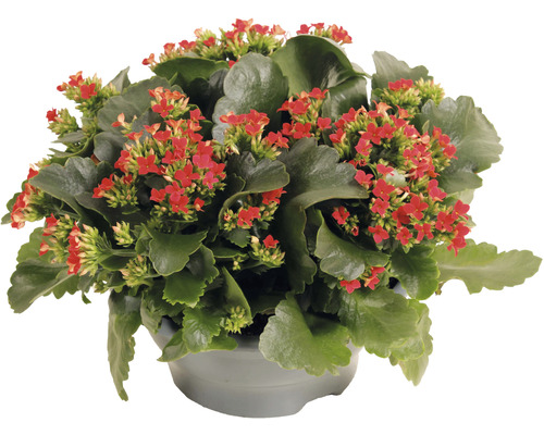 Kalanchoe Zimmerpflanze mit roten Blüten im Topf