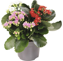Kalanchoe Pflanze mit roten, weißen und rosa Blüten in einem Topf