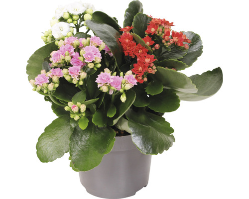 Kalanchoe Pflanze mit roten, weißen und rosa Blüten in einem Topf