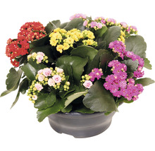 Kalanchoe Pflanze im Topf mit mehrfarbigen Blüten