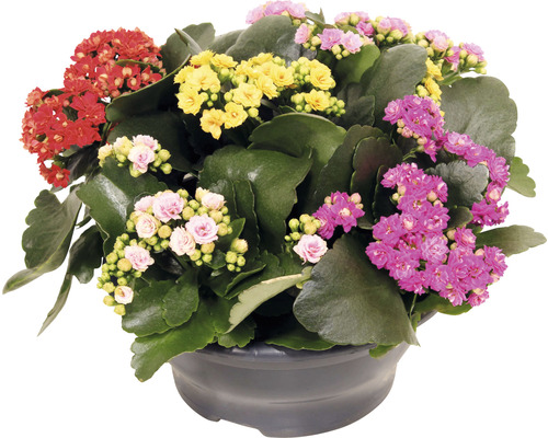 Kalanchoe Pflanze im Topf mit mehrfarbigen Blüten