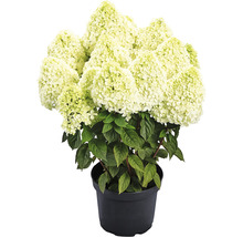 Rispenhortensie im Topf