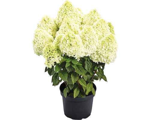 Rispenhortensie 'Pandalus' Hydrangea paniculata 'Pandalus' H 40-60 cm Co 5 L Rispenhortensie im Topf