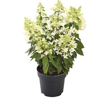 Rispenhortensie 'Pandria' Hydrangea paniculata 'Pandria' H 40-60 cm Co 5 L