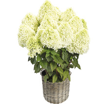 Rispenhortensie in einem Korb