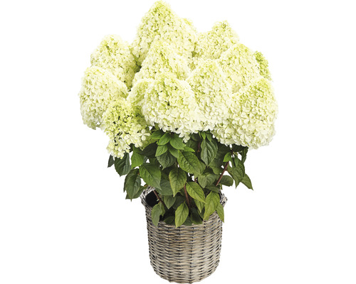 Rispenhortensie in einem Korb