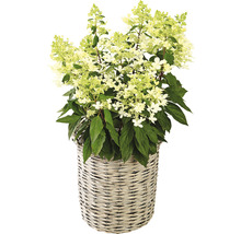 Rispenhortensie 'Pandria' Hydrangea paniculata 'Pandria' H 40-60 cm Co 5 L