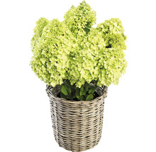 Rispenhortensie im Korb