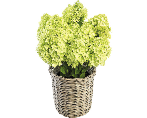 Rispenhortensie im Korb
