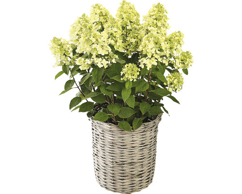 Rispenhortensie in einem Korb