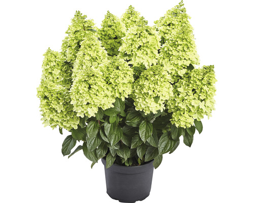 Rispenhortensie 'Pantheon' Hydrangea paniculata 'Pantheon' H 40-60 cm Co 5 L Rispenhortensie in einem Topf