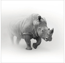 Ein Breitmaulnashorn im Nebel