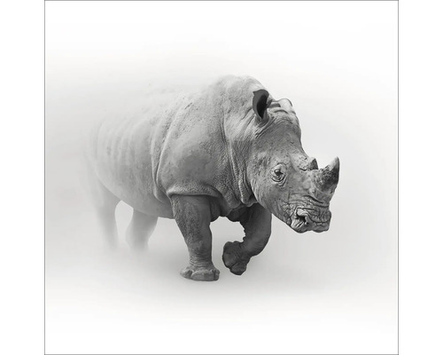 Glasbild Grey Rhino 20x20 cm