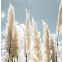 Pampasgras vor blauem Himmel