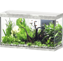 Aquarium mit Fischen, Pflanzen und Dekoration