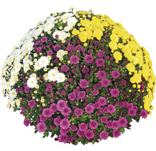 Topf mit Chrysanthemen in verschiedenen Farben