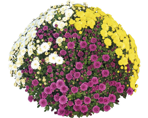 Topf mit Chrysanthemen in verschiedenen Farben