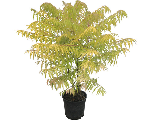 Gold-Essigbaum im Topf