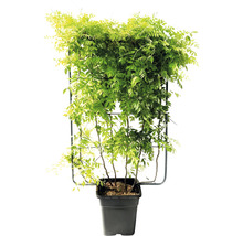 Blauregen in einem Topf mit Rankhilfe