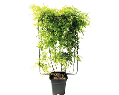 Blauregen in einem Topf mit Rankhilfe