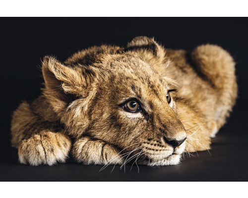 Leinwandbild Lovely Lion 100x150 cm