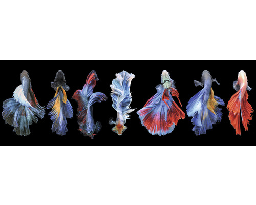 Leinwandbild Colorful Fishes 50x150 cm