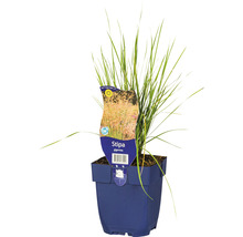 Federgras Stipa gigantea im Topf