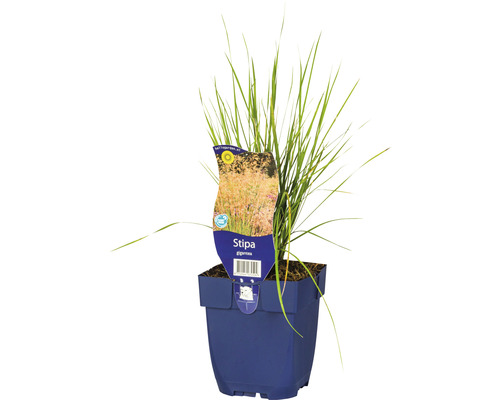 Riesen-Federgras FloraSelf Stipa gigantea H 5-125 cm Co 0,5 L