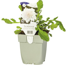 Skabiose ''Flutter Pure White'' im Topf