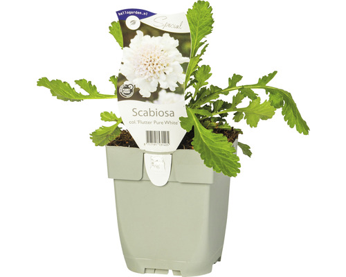 Skabiose, Tauben-Skabiose FloraSelf Scabiosa columbaria 'Flutter Pure White' H 5-20 cm Co 0,5 L Skabiose, Tauben-Skabiose FloraSelf Scabiosa columbaria 'Flutter Pure White' H 5-20 cm Co 0,5 L
